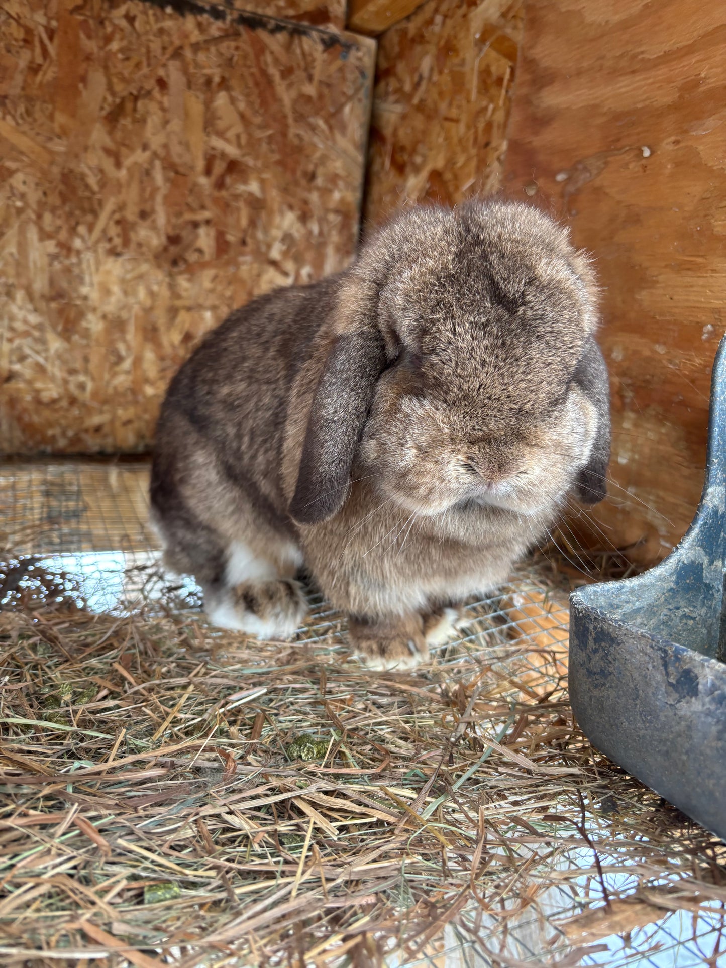WAITLIST: Pure Bred Pedigreed Holland Lop’s