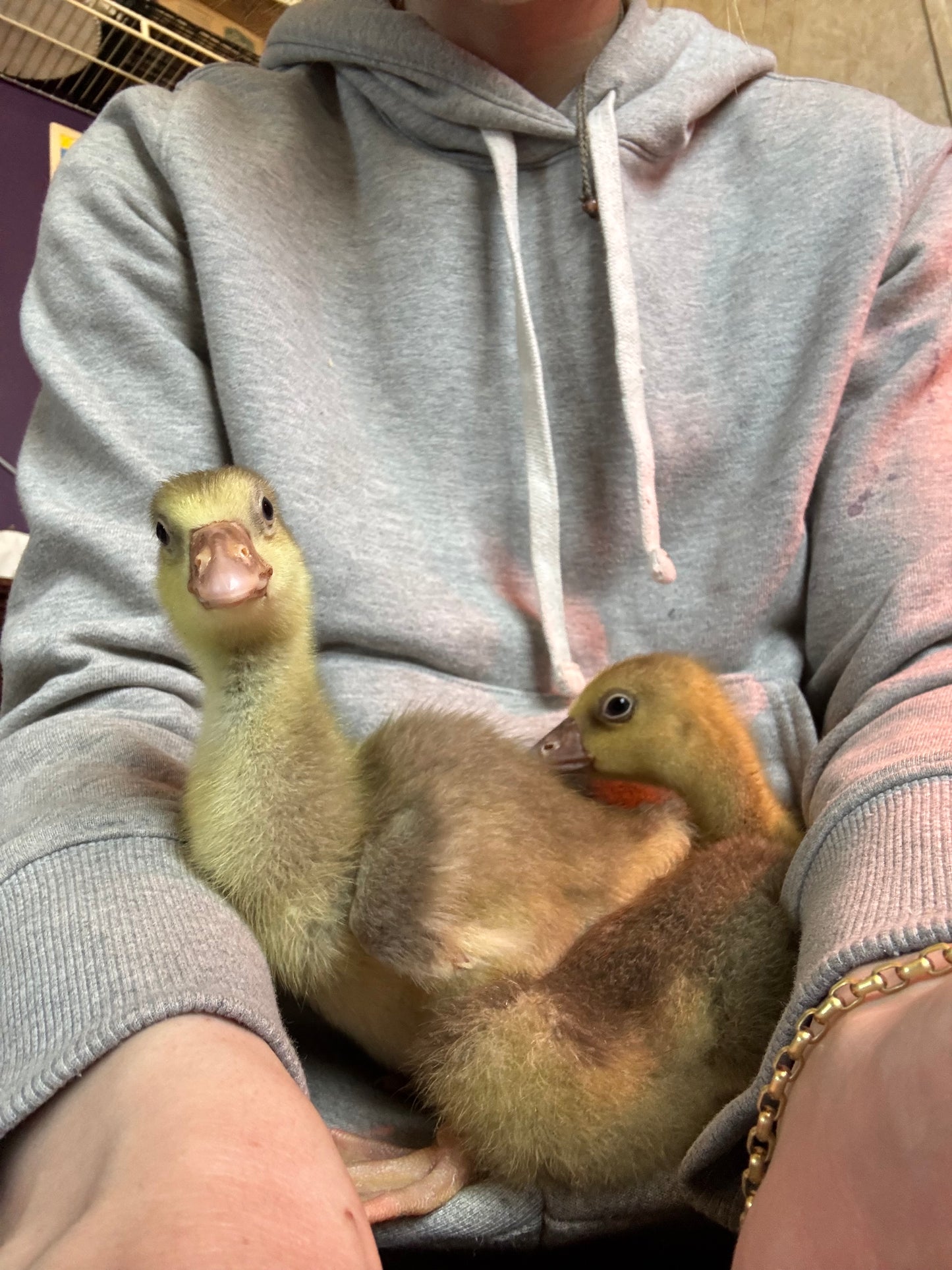 Goslings (READ DESCRIPTION)