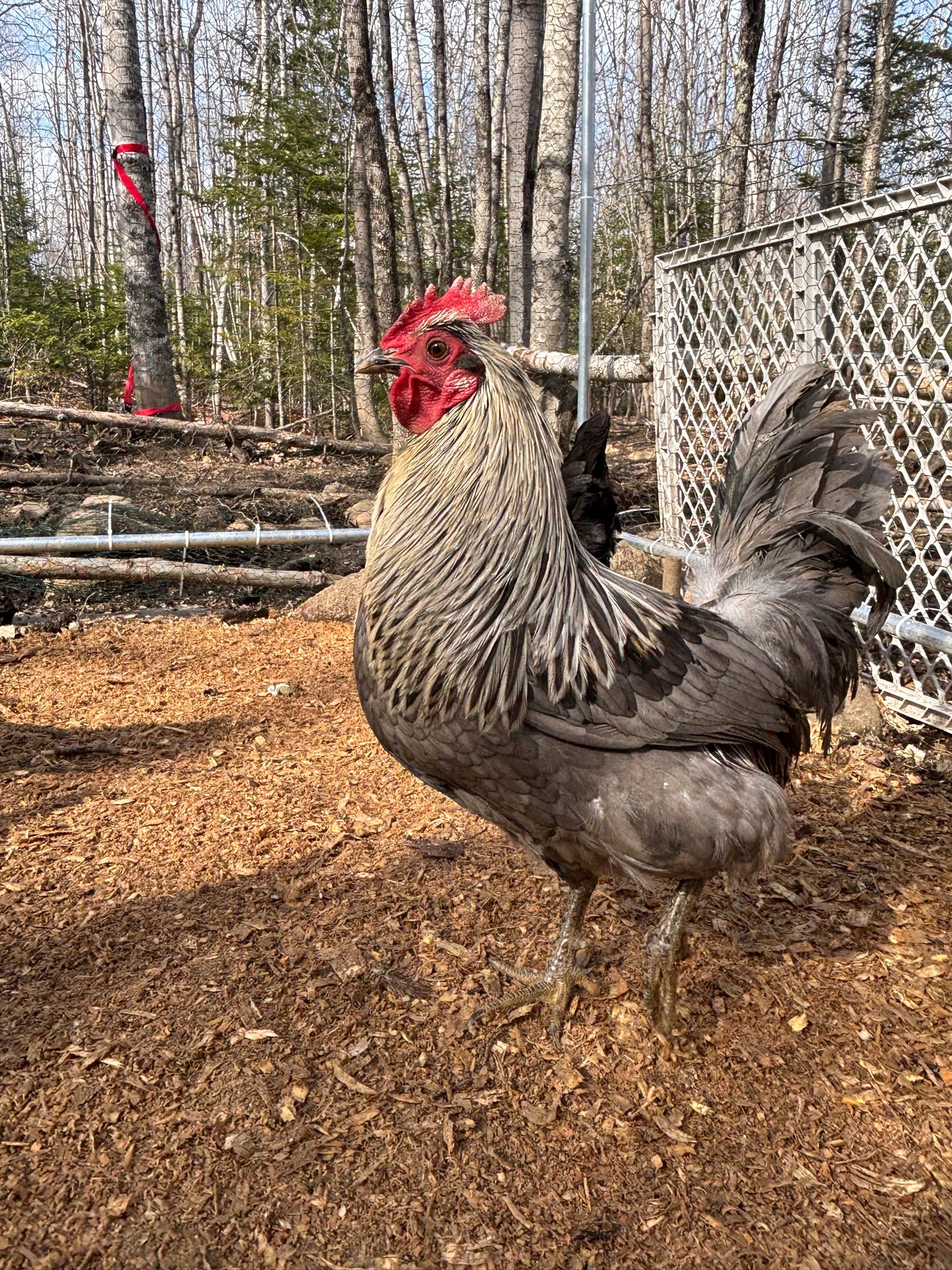 WAITLIST: “Isbar” Silverudds hatching eggs or Chicks *LOCAL ONLY*