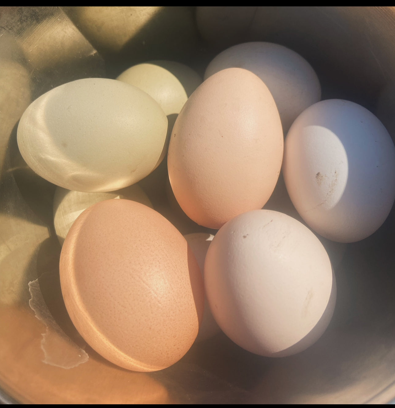 DOZEN Rainbow Hatching Eggs *LOCAL ONLY*