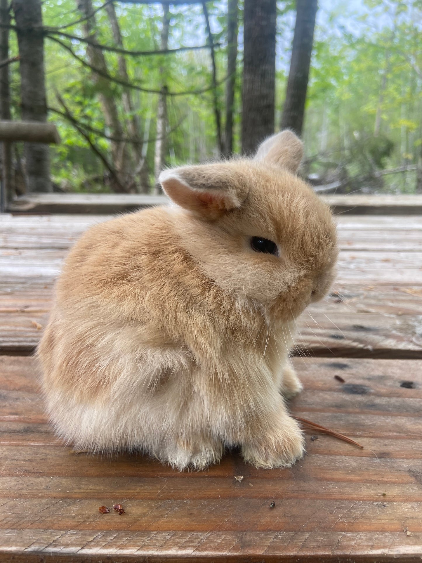 WAITLIST: Pure Bred Pedigreed Holland Lop’s