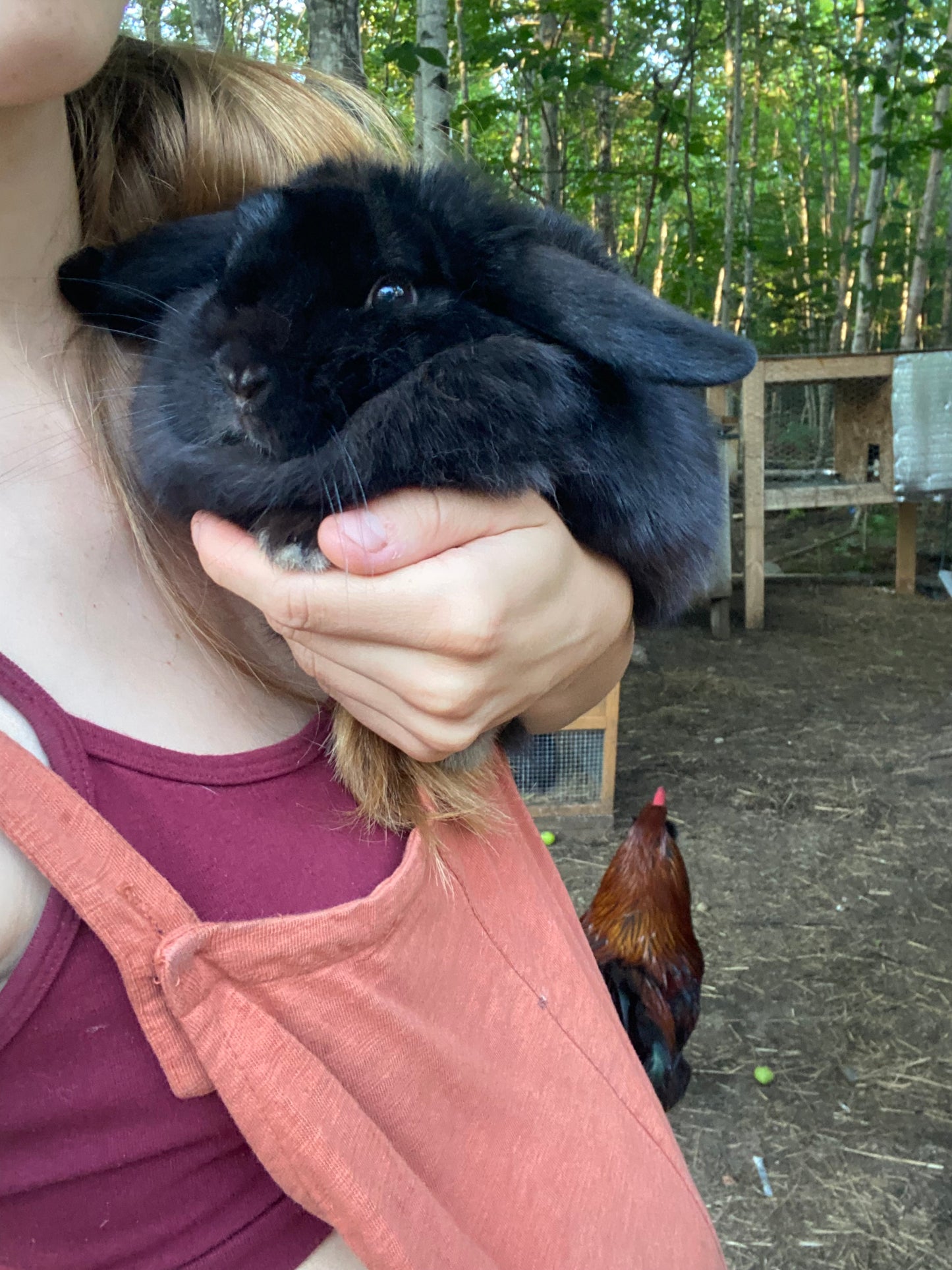 WAITLIST: Pure Bred Pedigreed Holland Lop’s