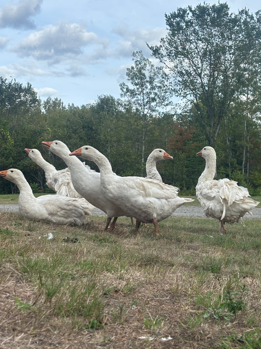 Goslings (READ DESCRIPTION)