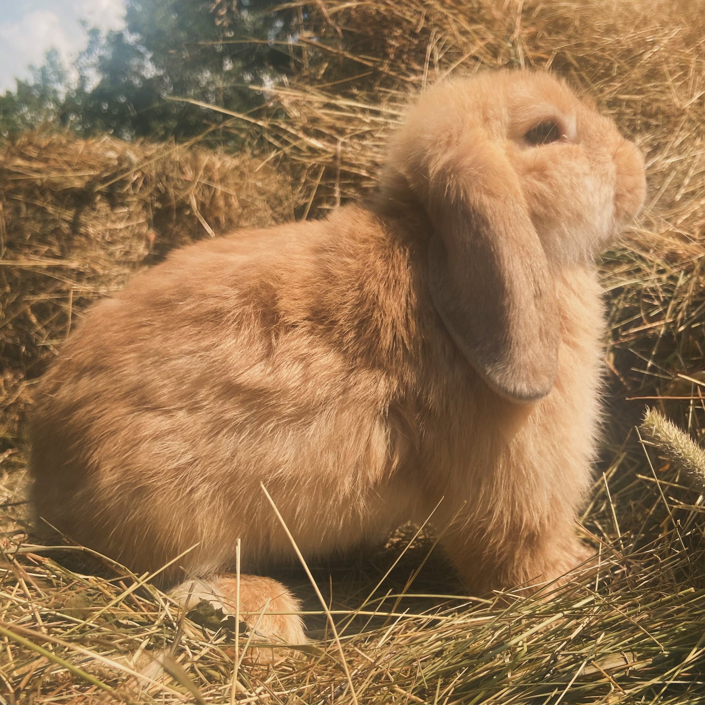 WAITLIST: Pure Bred Pedigreed Holland Lop’s