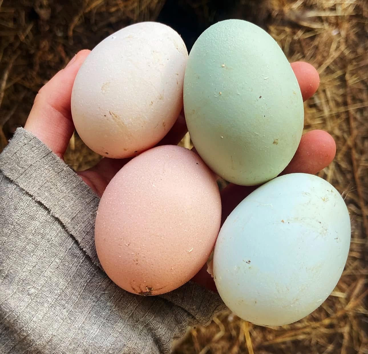 DOZEN Rainbow Hatching Eggs *LOCAL ONLY*