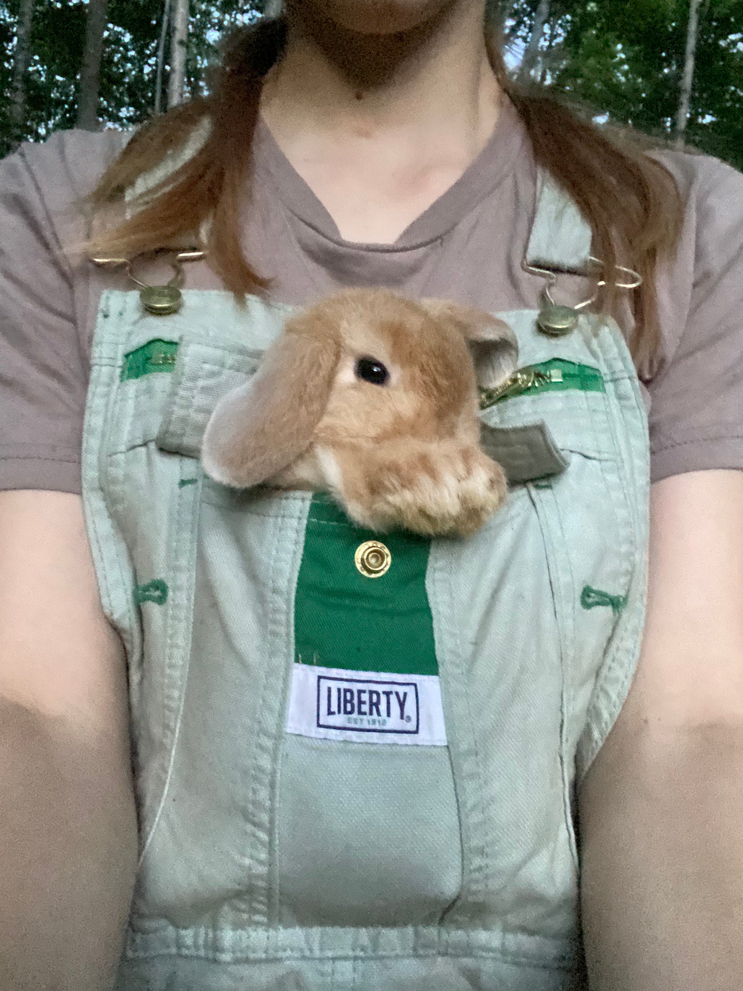 WAITLIST: Pure Bred Pedigreed Holland Lop’s