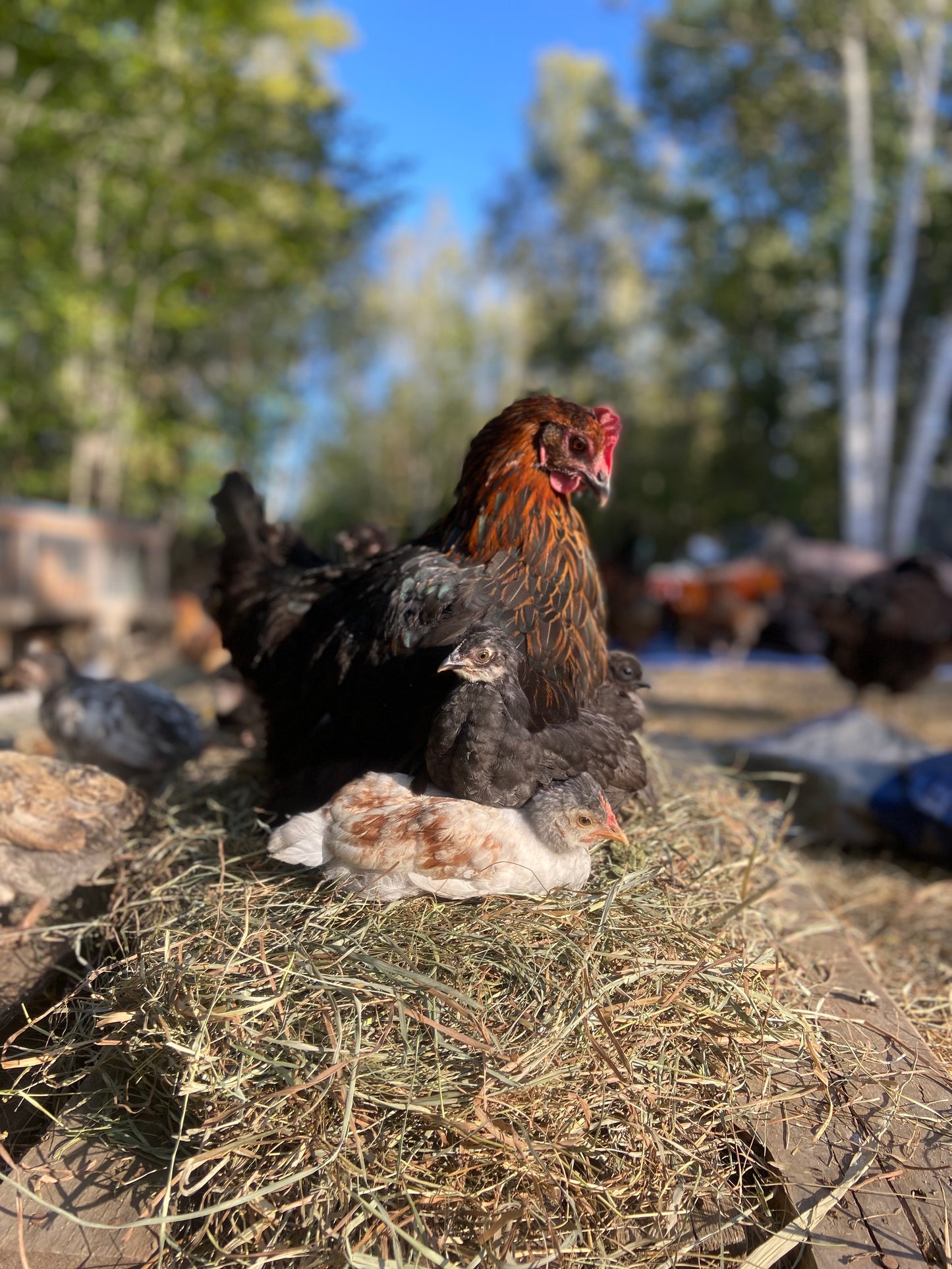 WAITLIST: Barn Yard Mix Chick *LOCAL ONLY*