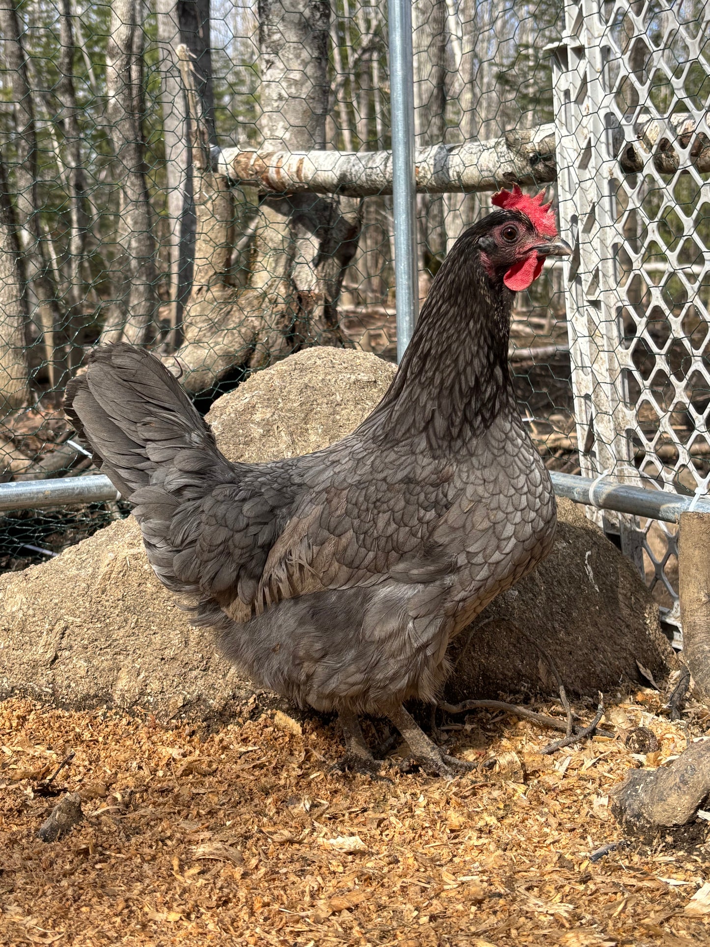 WAITLIST: “Isbar” Silverudds hatching eggs or Chicks *LOCAL ONLY*