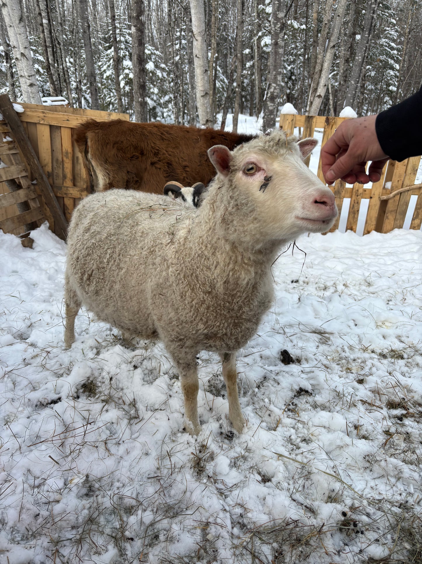 RAW Sheep’s Wool from Finnsheep