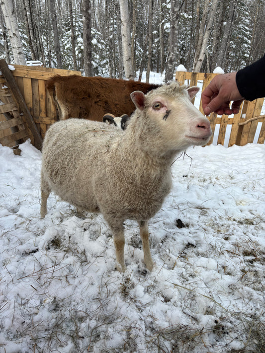 RAW Sheep’s Wool from Finnsheep
