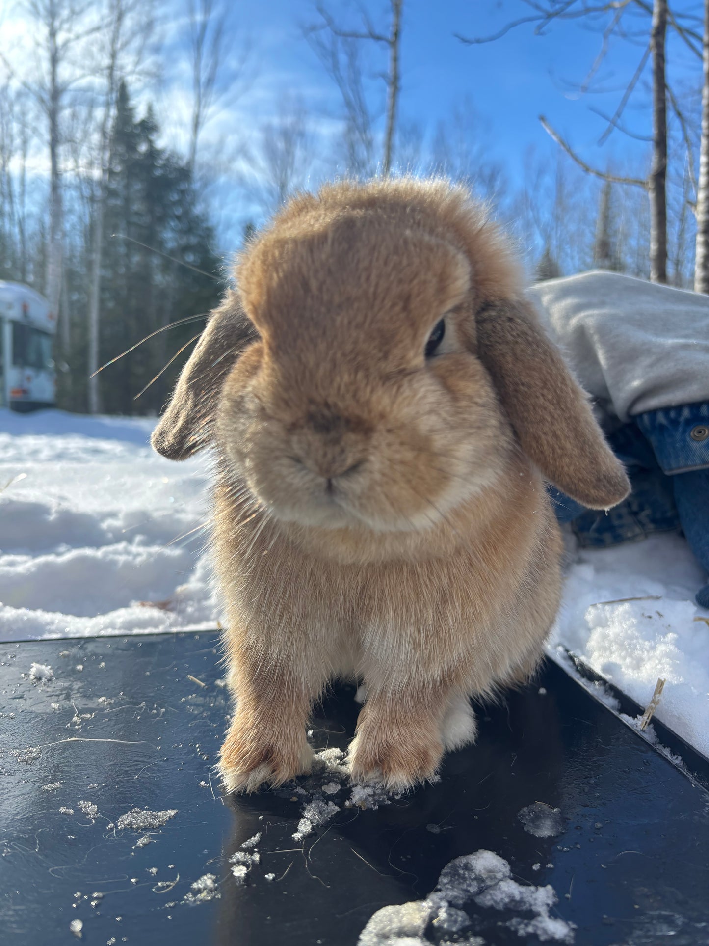 WAITLIST: Pure Bred Pedigreed Holland Lop’s