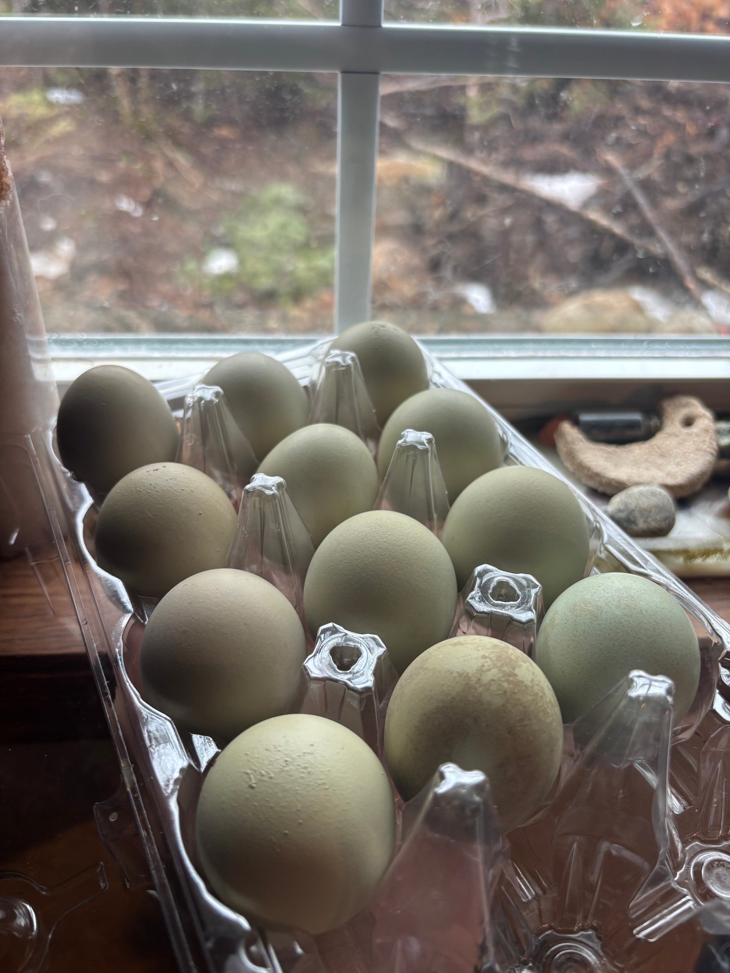 Frizzled & Crested Cream Legbar “Whose your daddy” hatching eggs