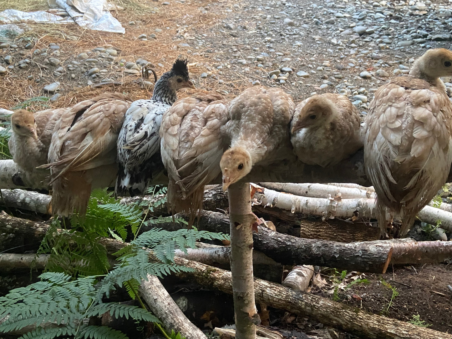 WAITLIST: Bourbon Red Turkeys Chicks *LOCAL ONLY*