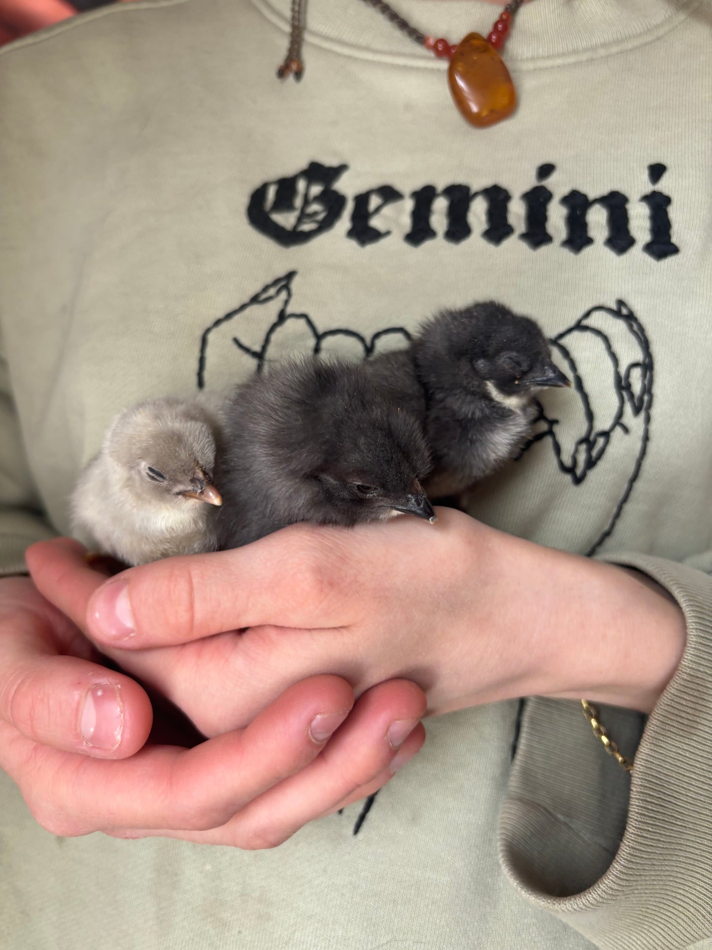 WAITLIST: “Isbar” Silverudds hatching eggs or Chicks *LOCAL ONLY*