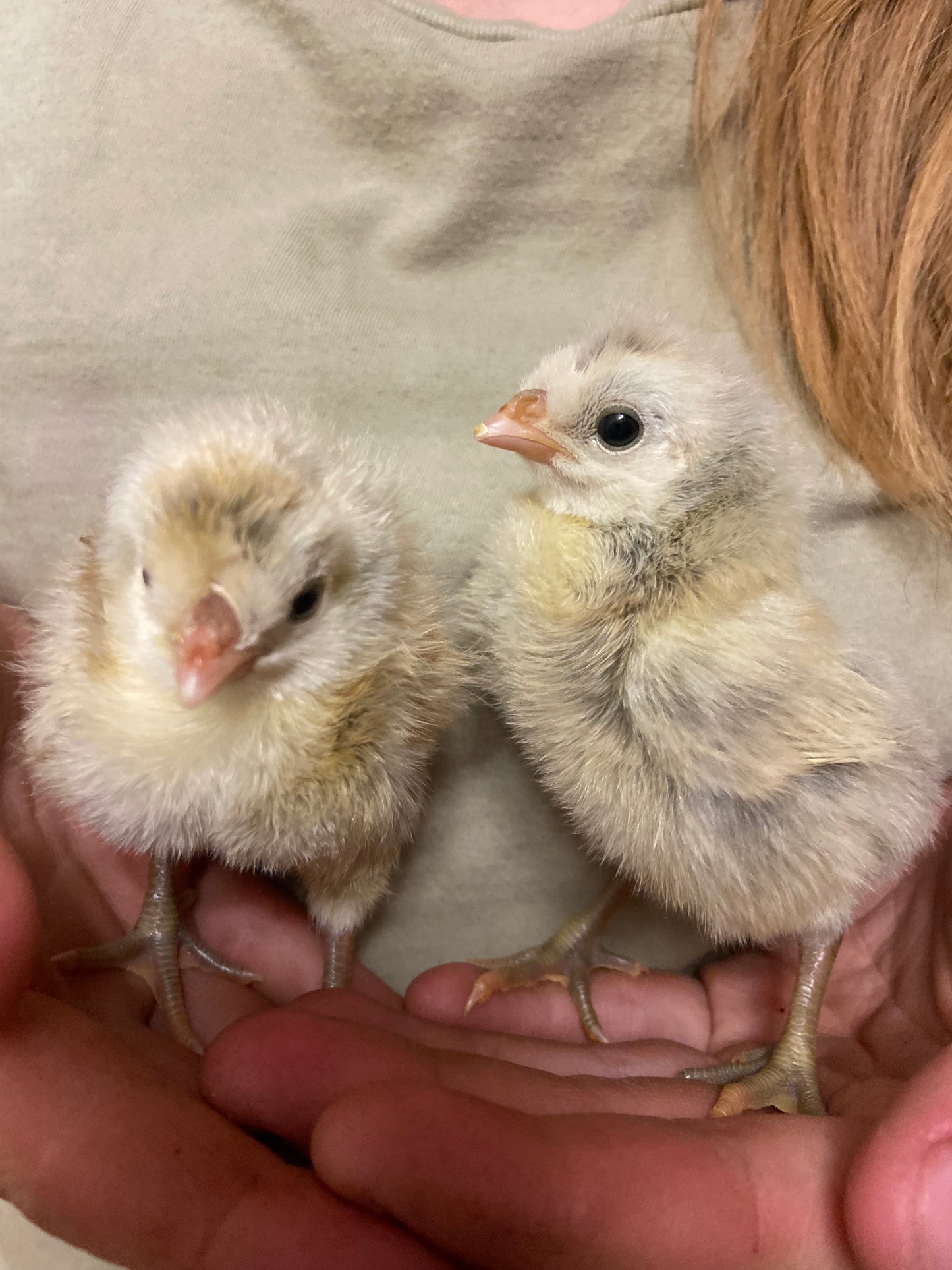 WAITLIST: Silver Spangled Appenzeller Spitzhauben *LOCAL ONLY*