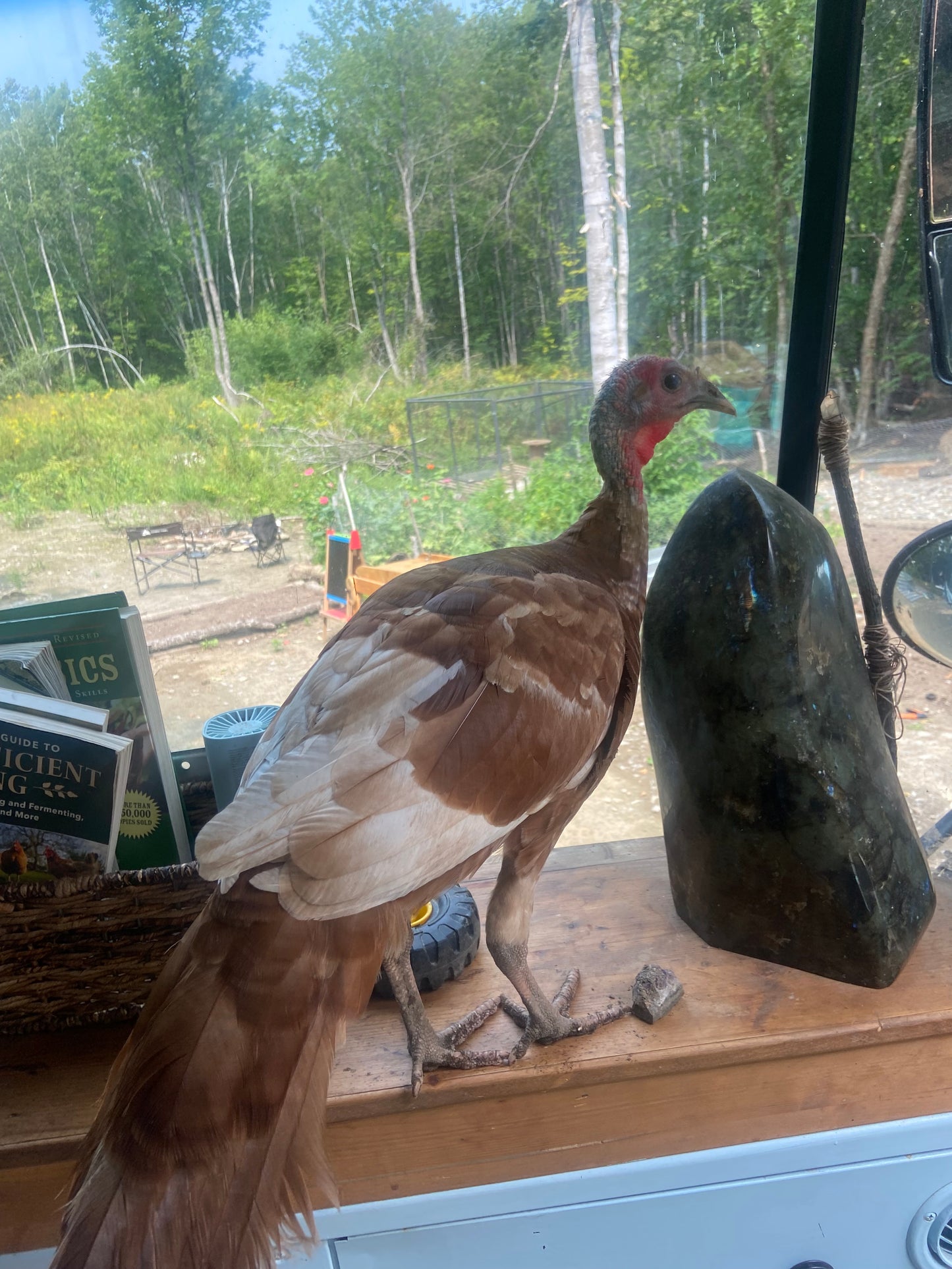 WAITLIST: Bourbon Red Turkeys Chicks *LOCAL ONLY*