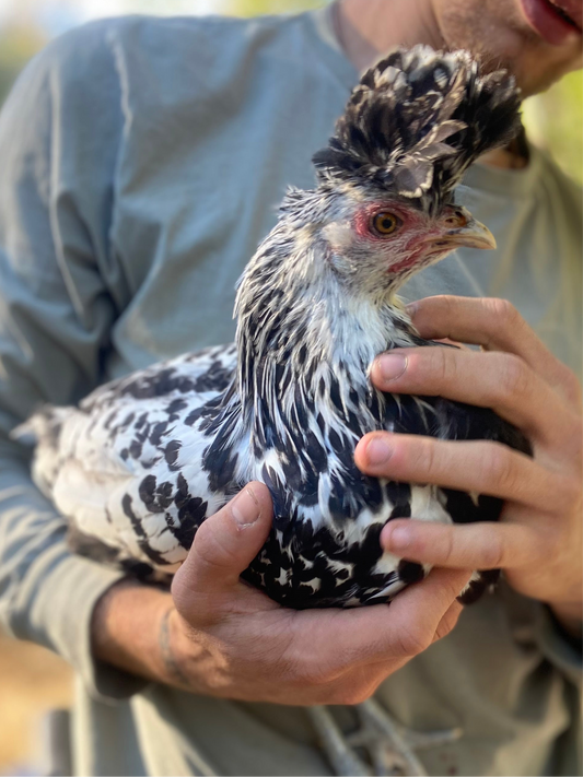 WAITLIST: Silver Spangled Appenzeller Spitzhauben *LOCAL ONLY*