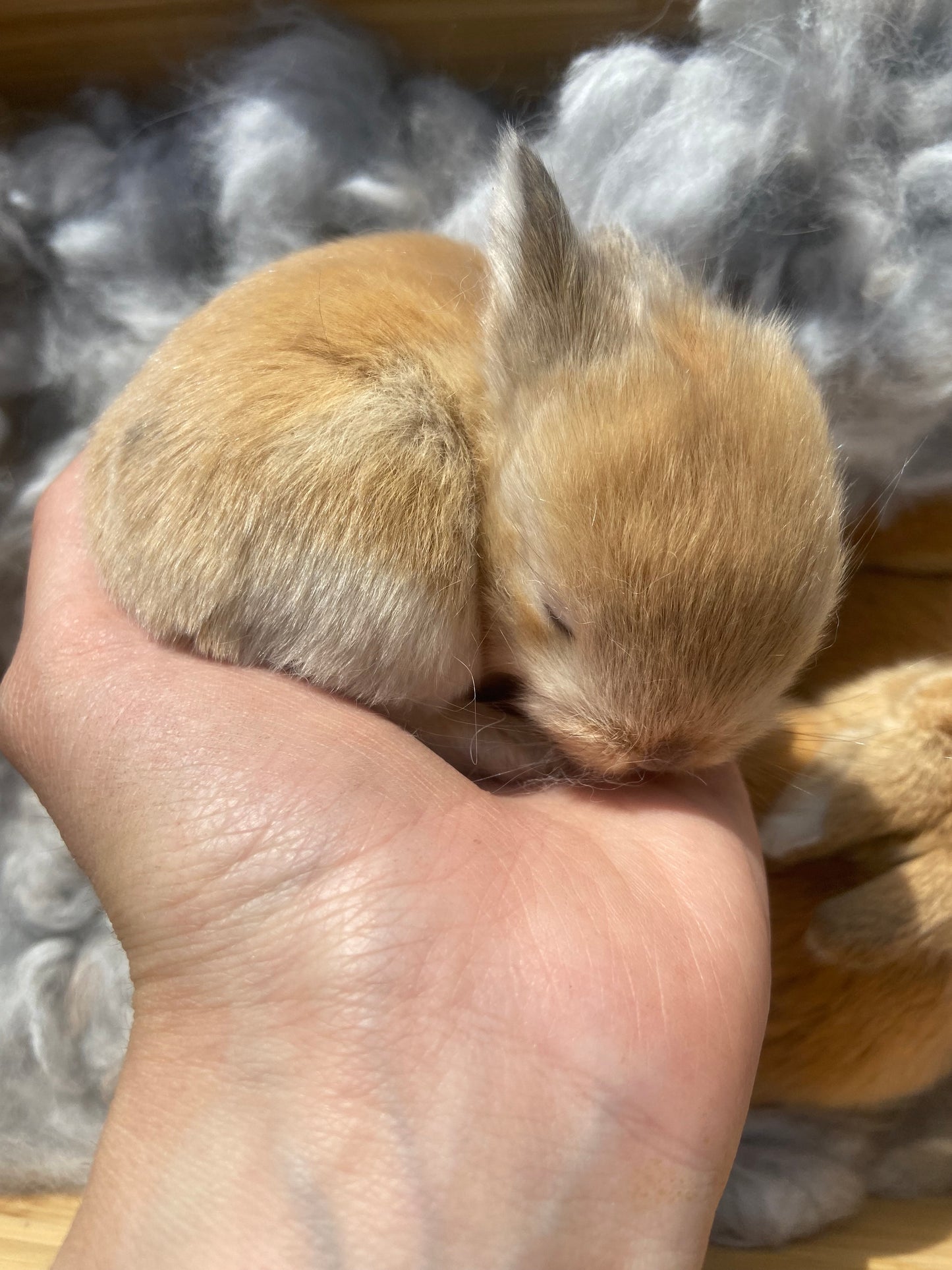 WAITLIST: Pure Bred Pedigreed Holland Lop’s