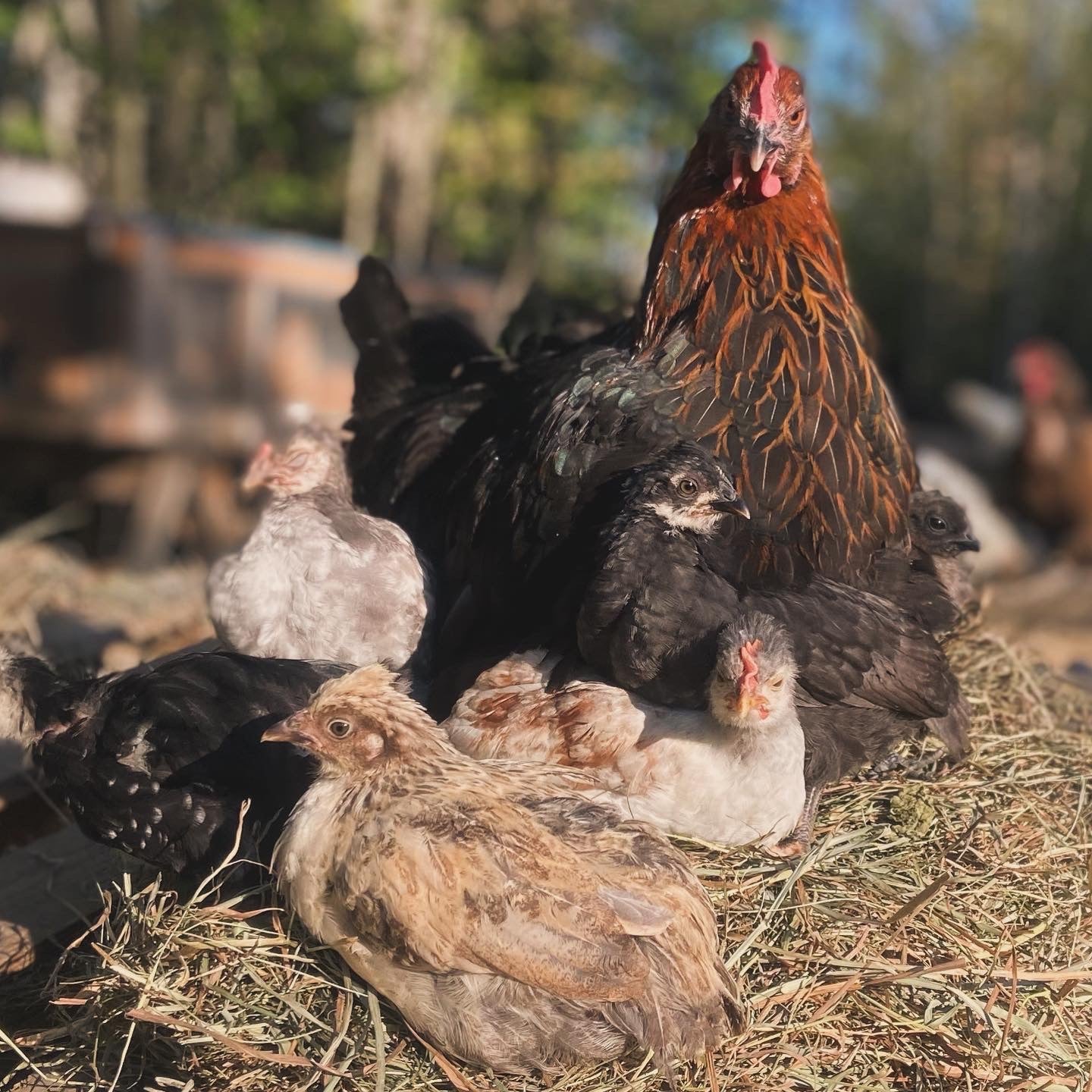 WAITLIST: Barn Yard Mix Chick *LOCAL ONLY*