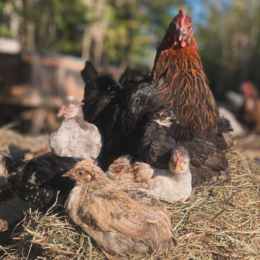 PRE-ORDER: Chicks (rainbow flock)