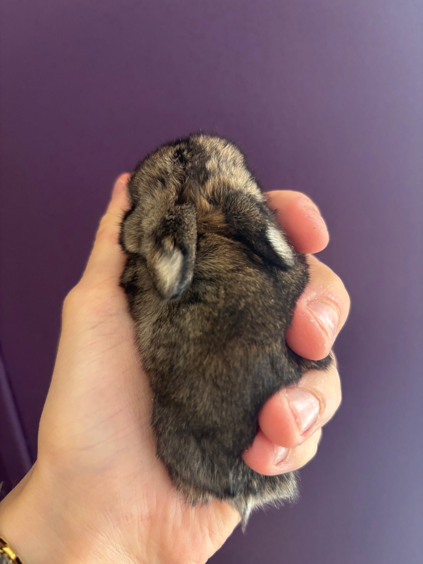 WAITLIST: Pure Bred Pedigreed Holland Lop’s