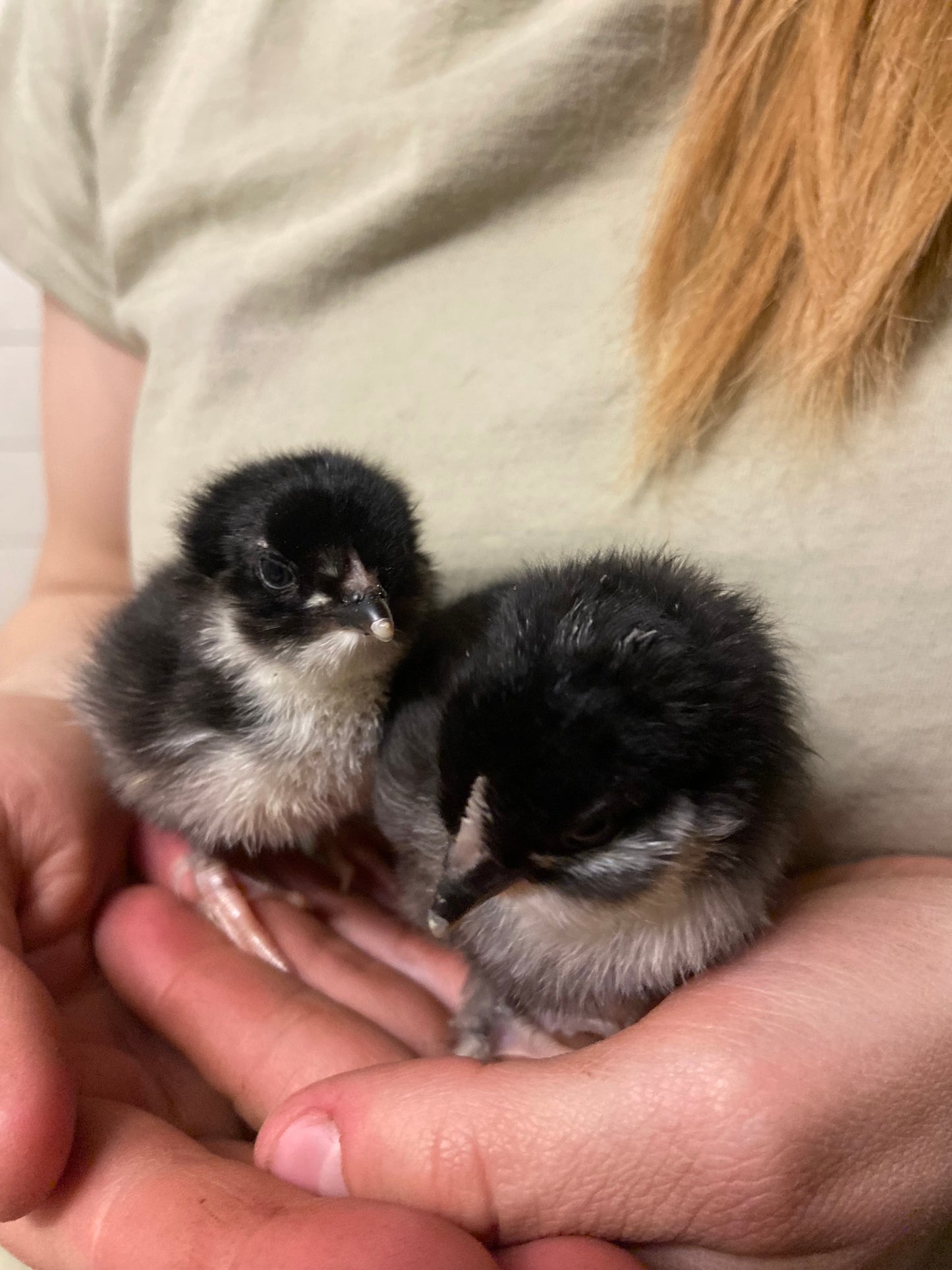 WAITLIST: Barn Yard Mix Chick *LOCAL ONLY*