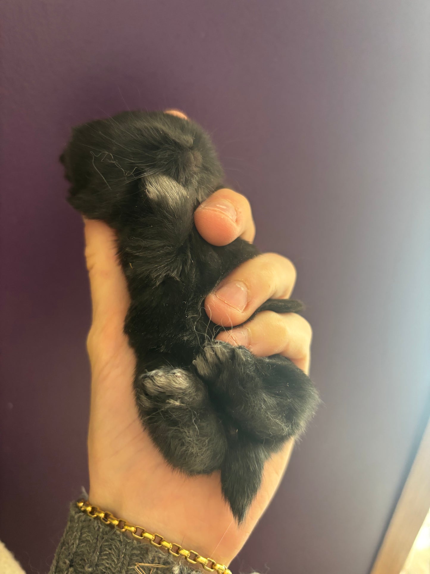 WAITLIST: Pure Bred Pedigreed Holland Lop’s