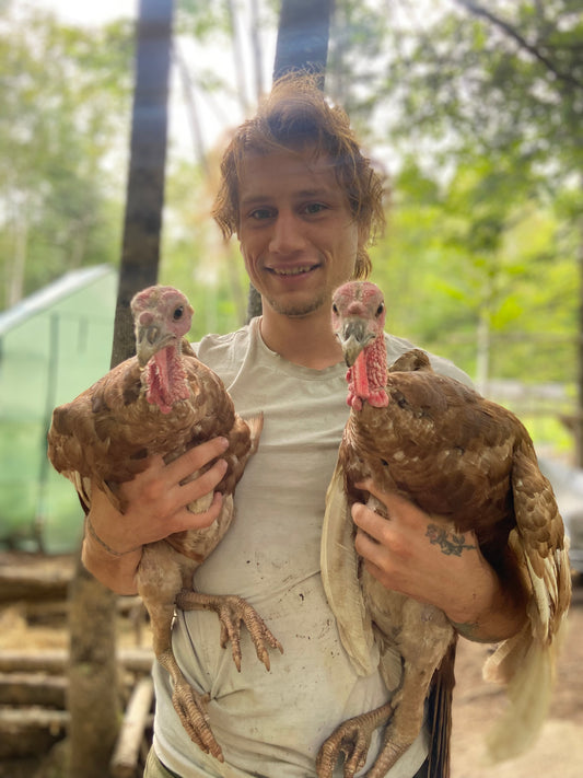 WAITLIST: Bourbon Red Turkeys Chicks *LOCAL ONLY*