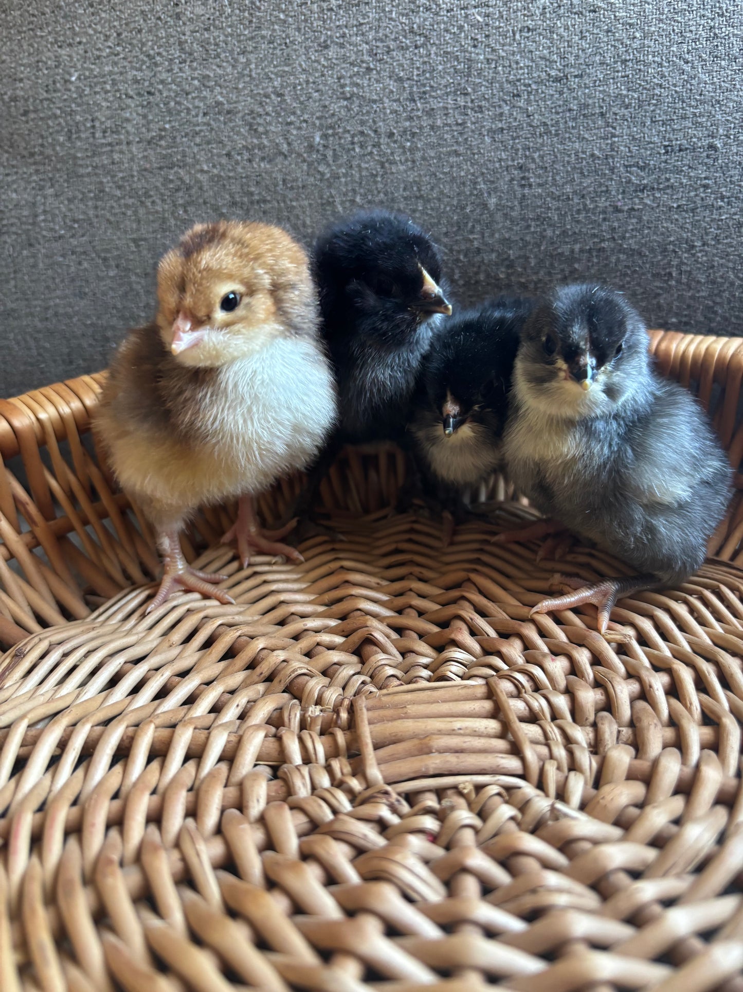 PRE-ORDER: Chicks (rainbow flock)