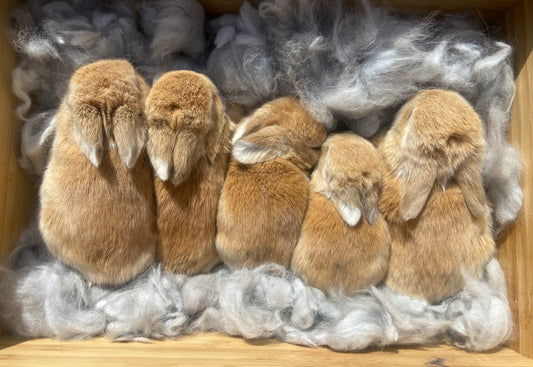 WAITLIST: Pure Bred Pedigreed Holland Lop’s