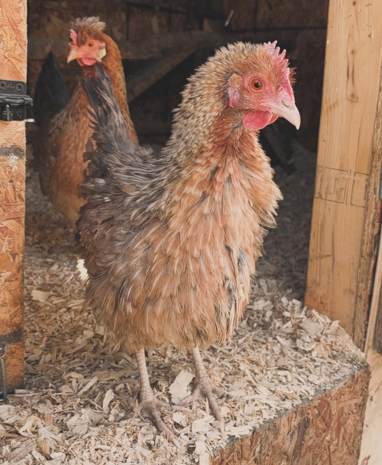 Frizzled & Crested Cream Legbar “Whose your daddy” hatching eggs