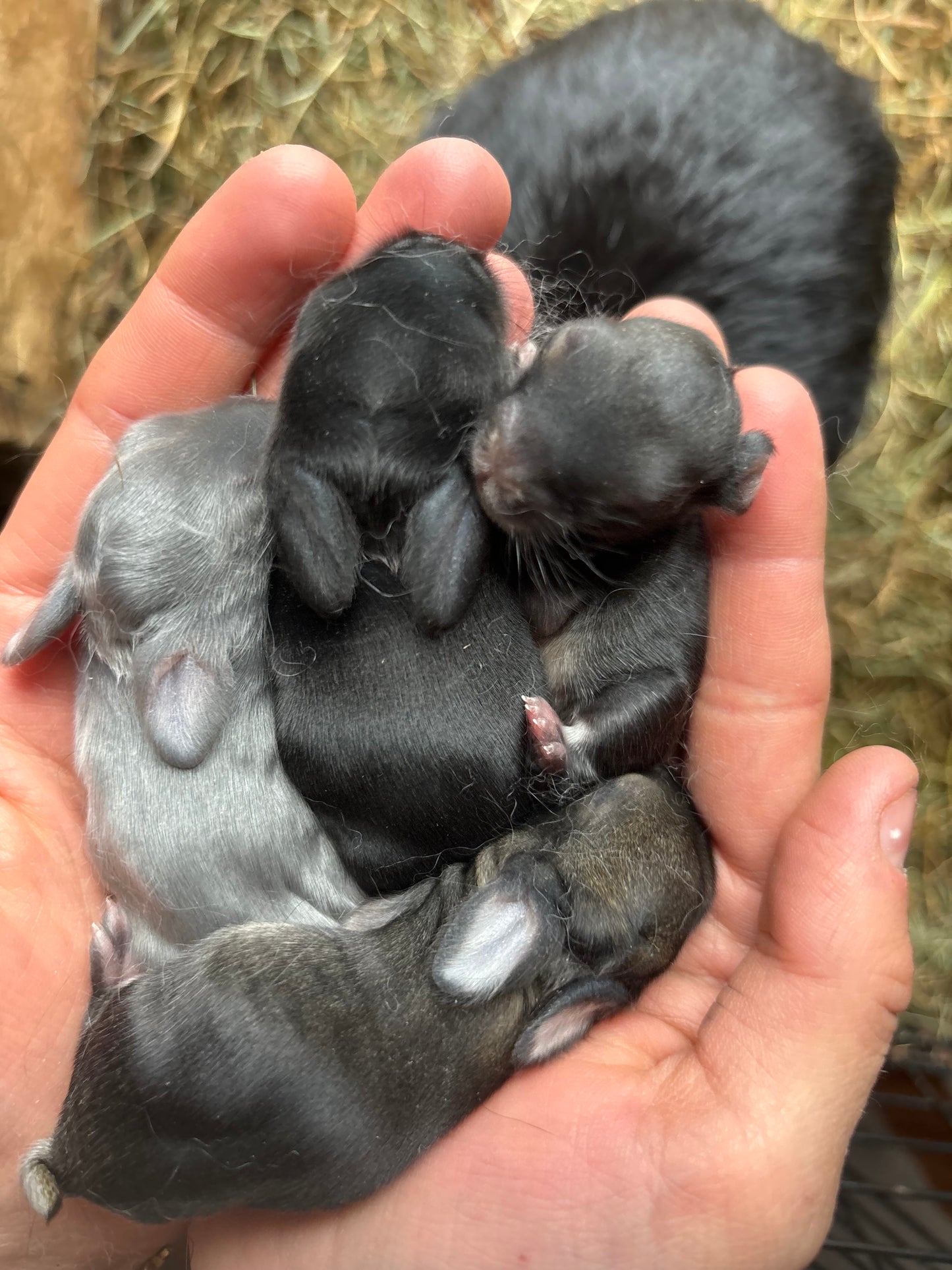 WAITLIST: Pure Bred Pedigreed Holland Lop’s
