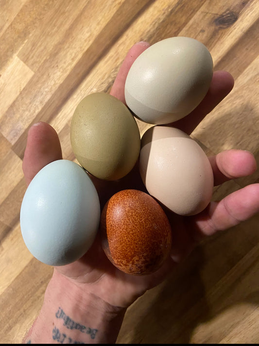 DOZEN Rainbow Hatching Eggs *LOCAL ONLY*