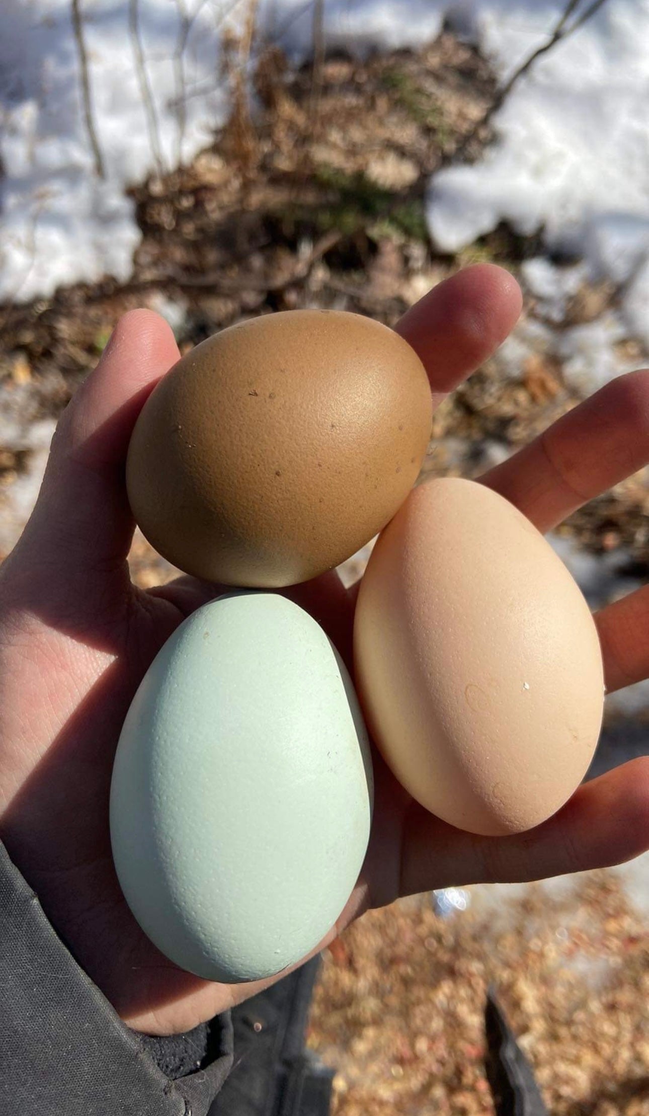 DOZEN Rainbow Hatching Eggs *LOCAL ONLY*
