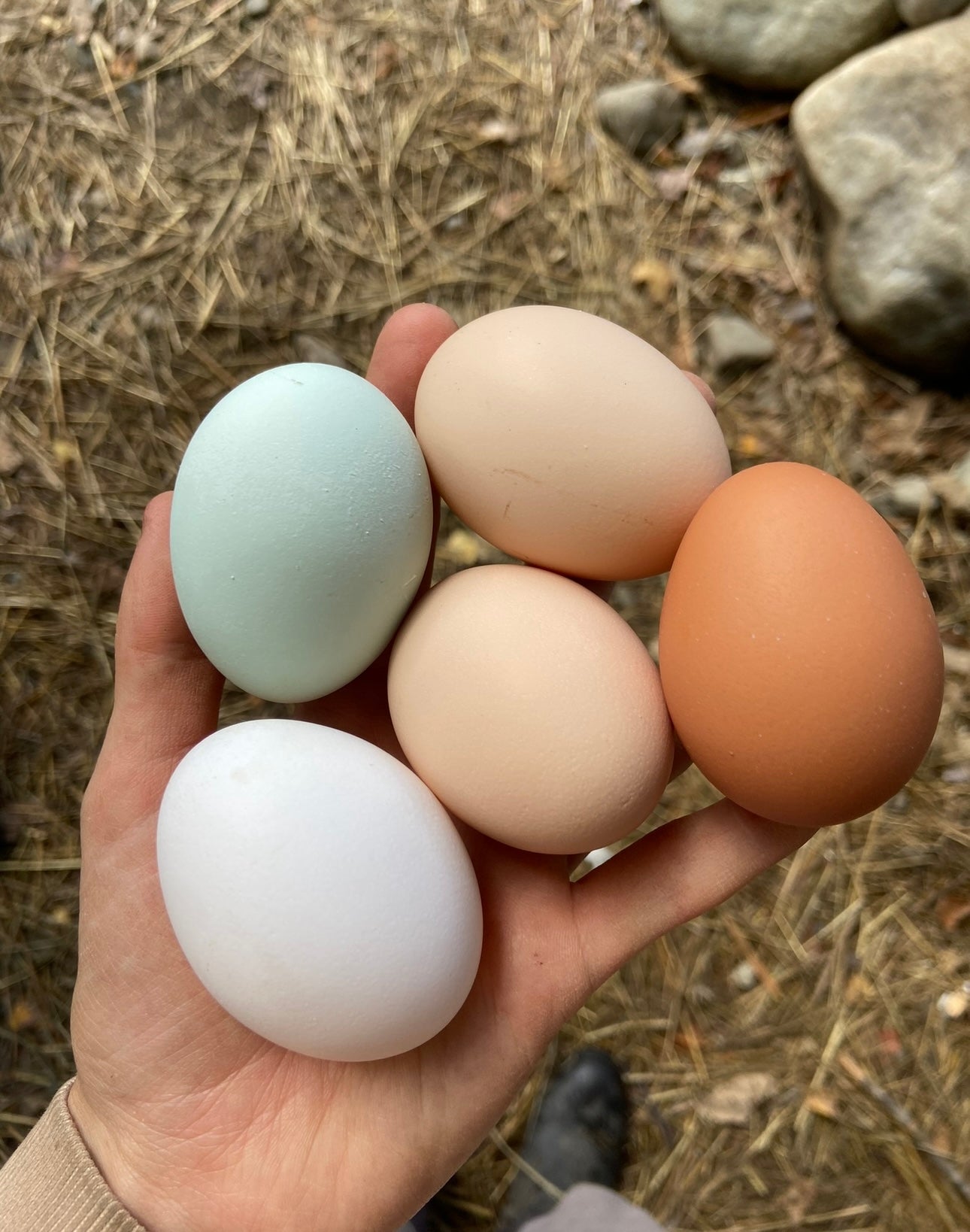 DOZEN Rainbow Hatching Eggs *LOCAL ONLY*