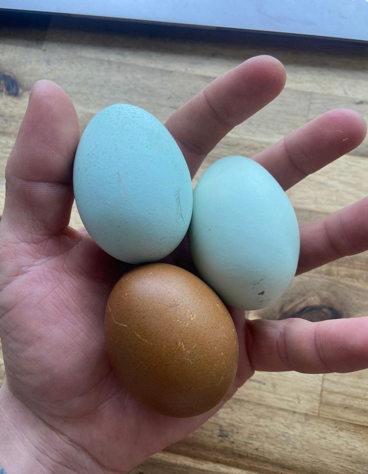 DOZEN Rainbow Hatching Eggs *LOCAL ONLY*