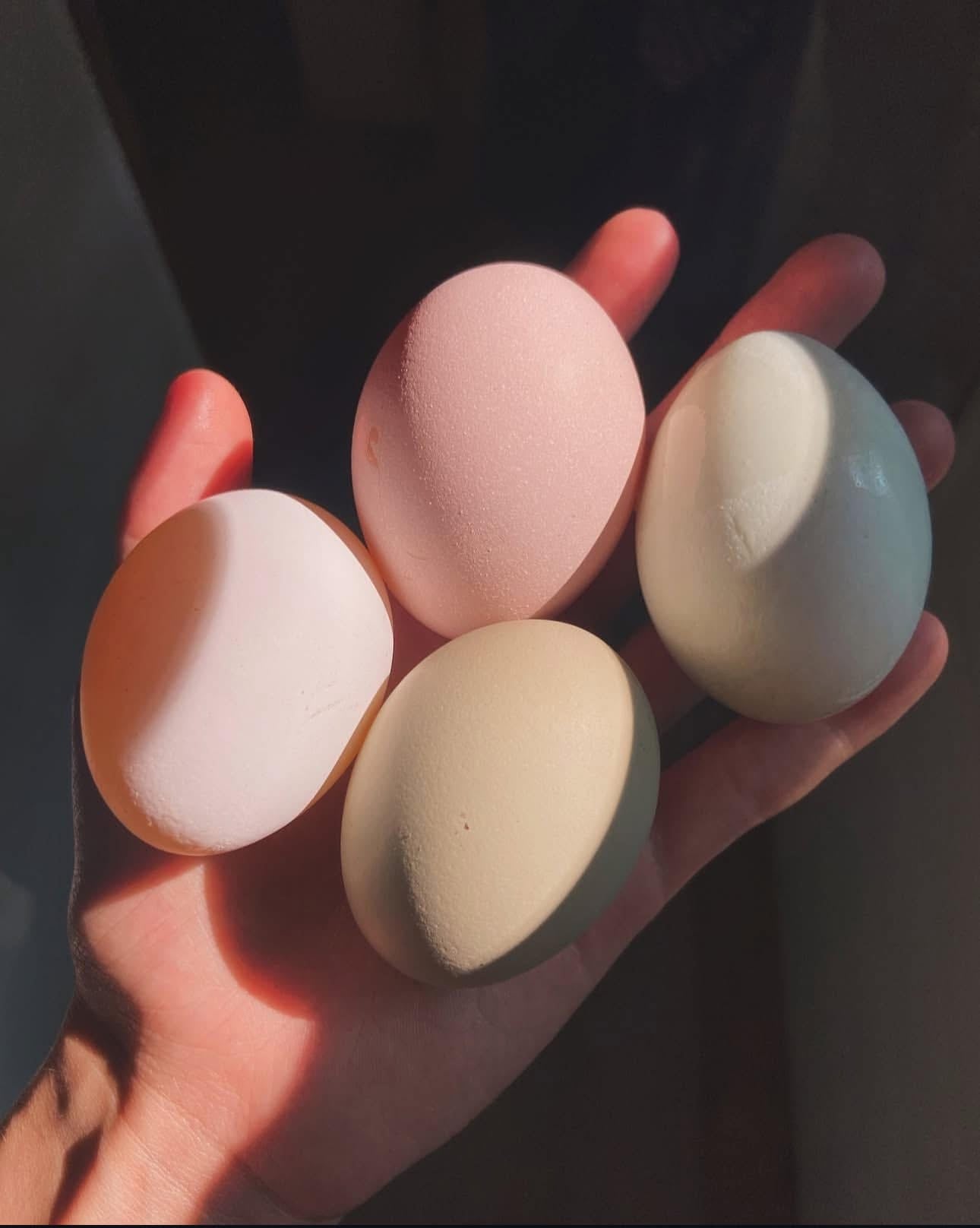 DOZEN Rainbow Hatching Eggs *LOCAL ONLY*