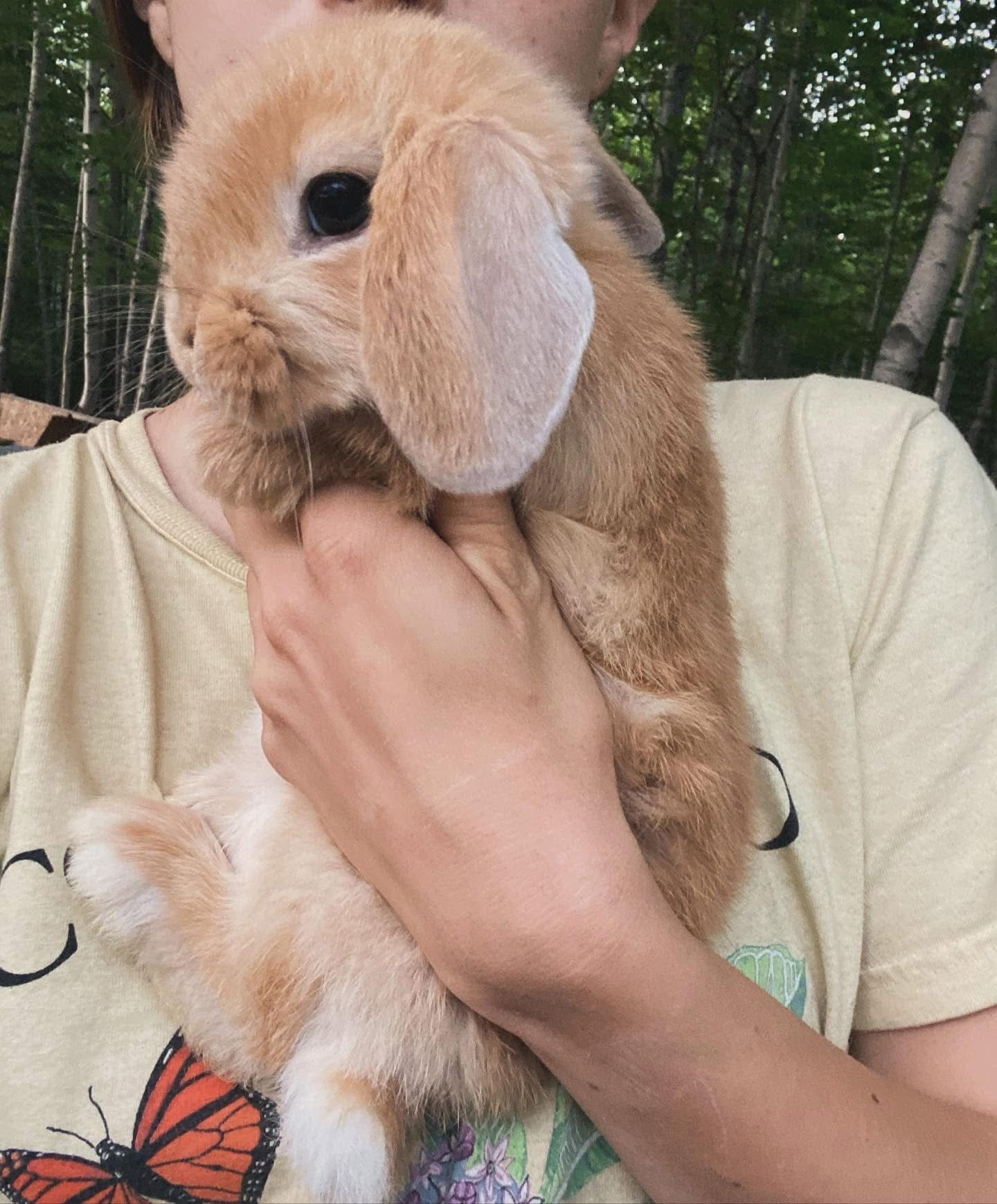 WAITLIST: Pure Bred Pedigreed Holland Lop’s