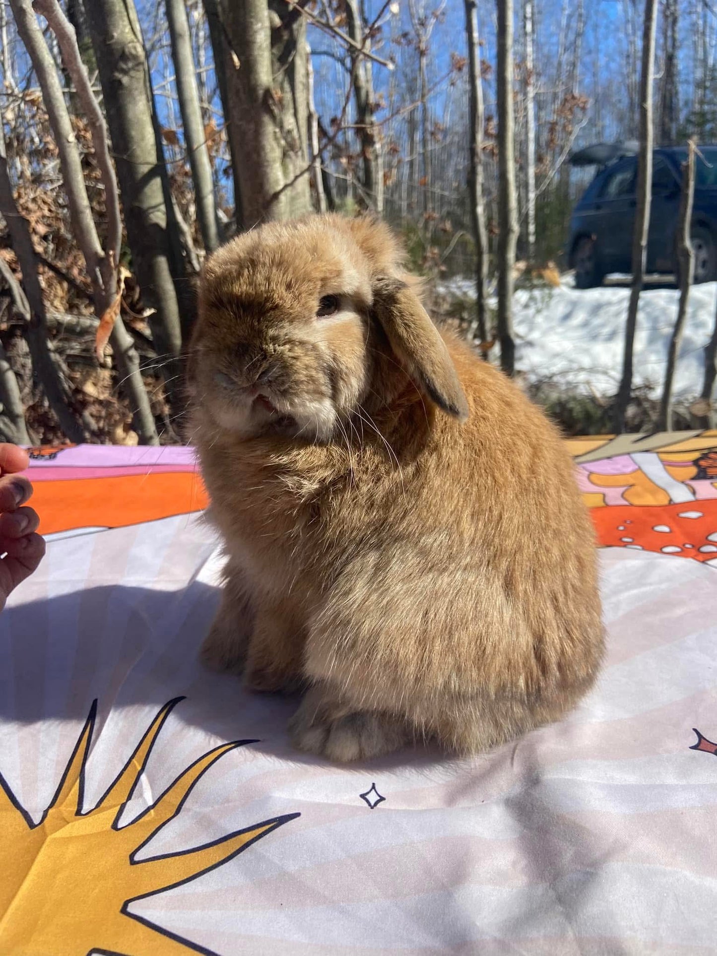 WAITLIST: Pure Bred Pedigreed Holland Lop’s
