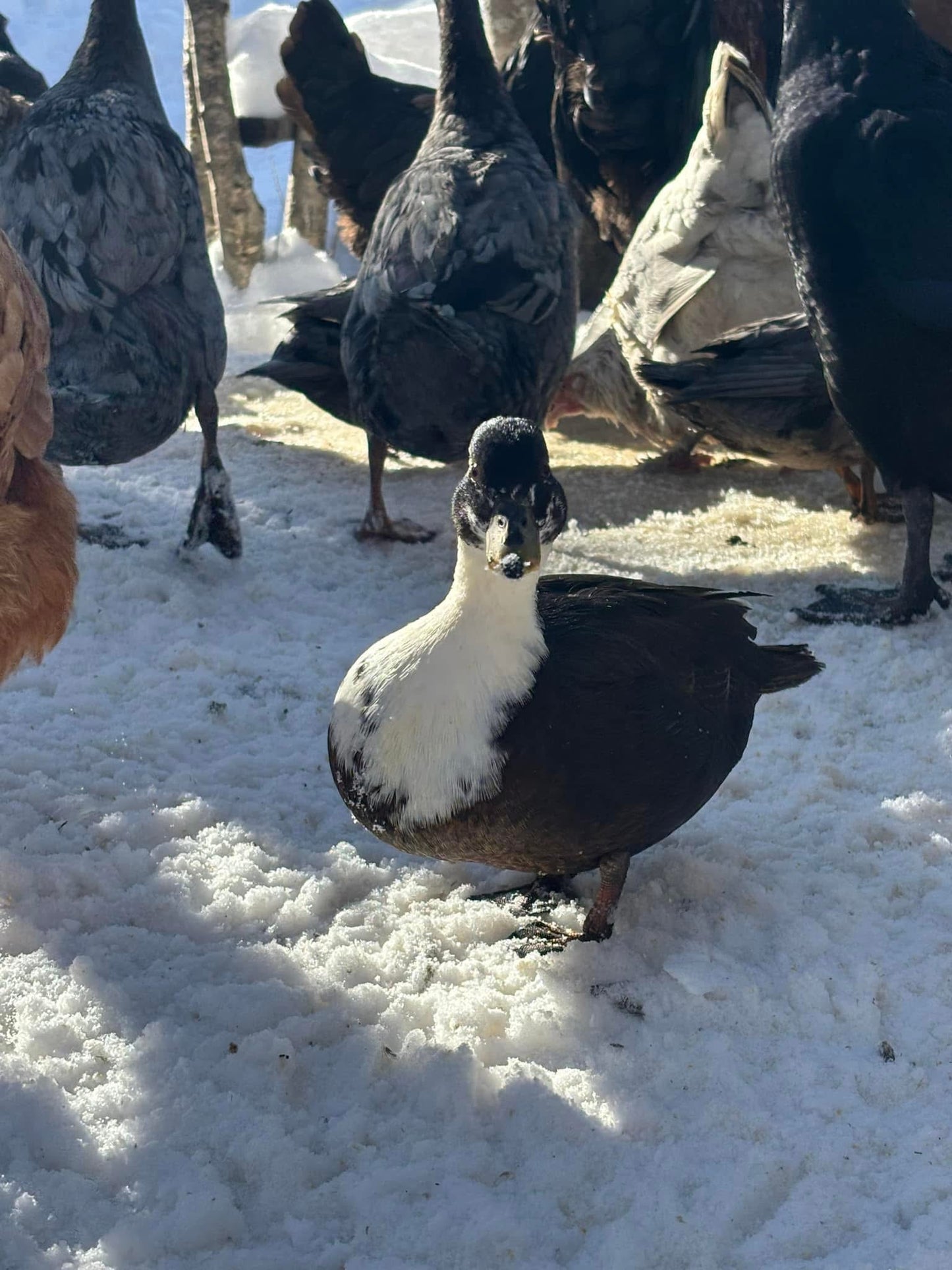 WAITLIST: Call & Runner ducks *LOCAL ONLY*