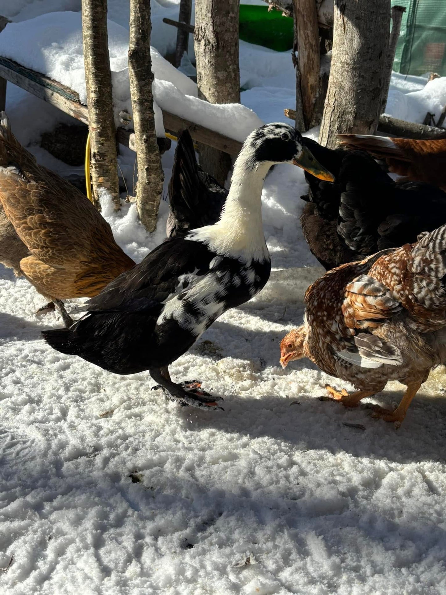 WAITLIST: Call & Runner ducks *LOCAL ONLY*