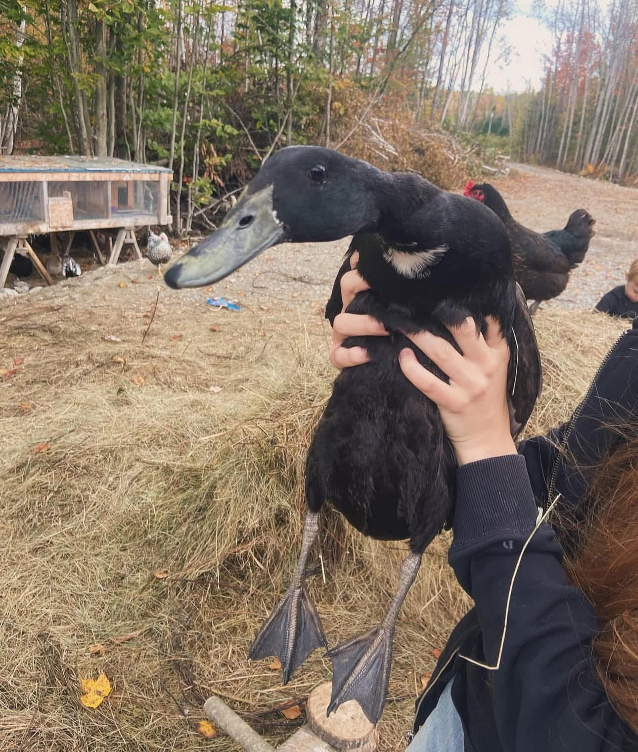WAITLIST: Call & Runner ducks *LOCAL ONLY*
