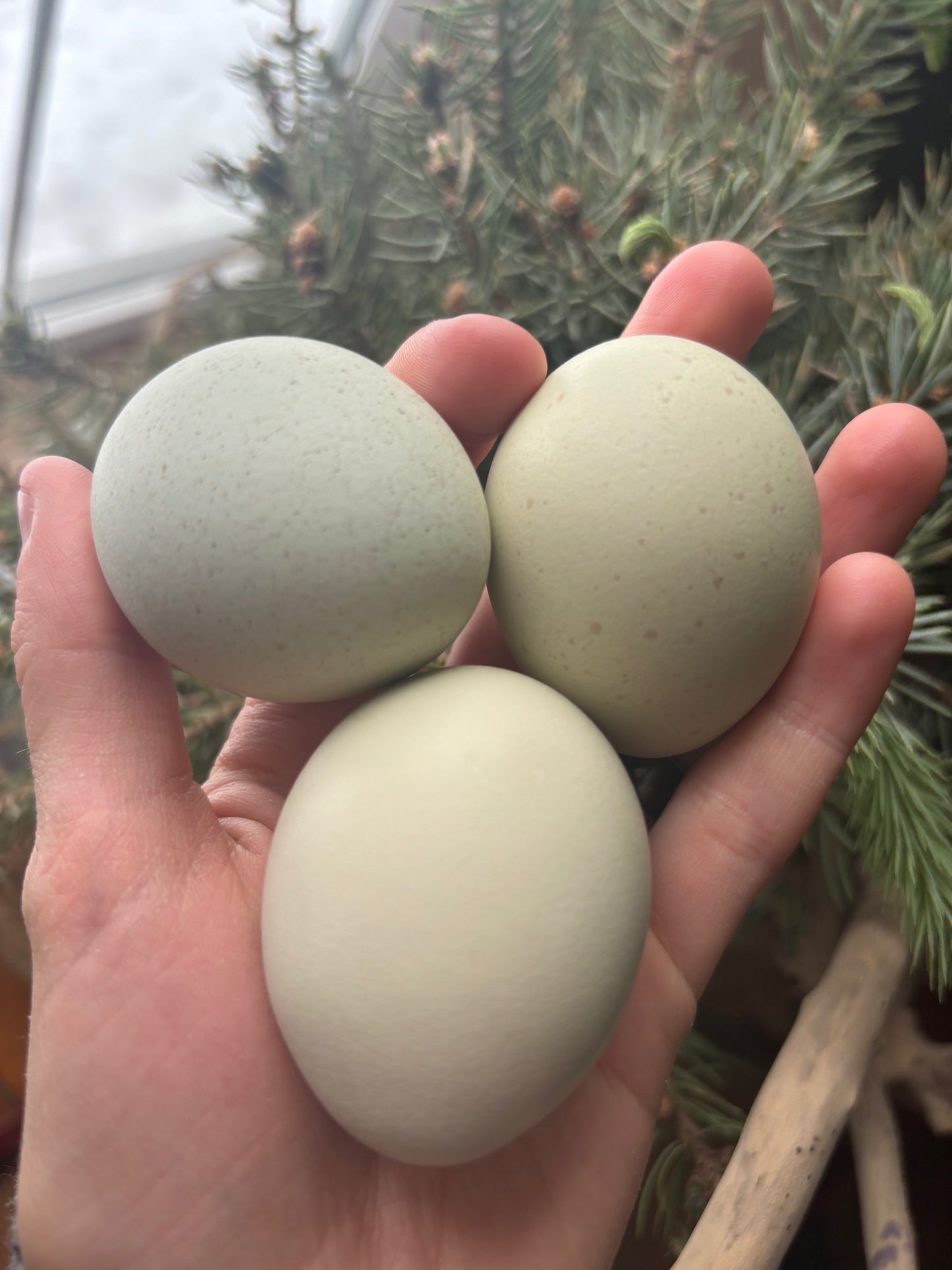 WAITLIST: “Isbar” Silverudds hatching eggs or Chicks *LOCAL ONLY*