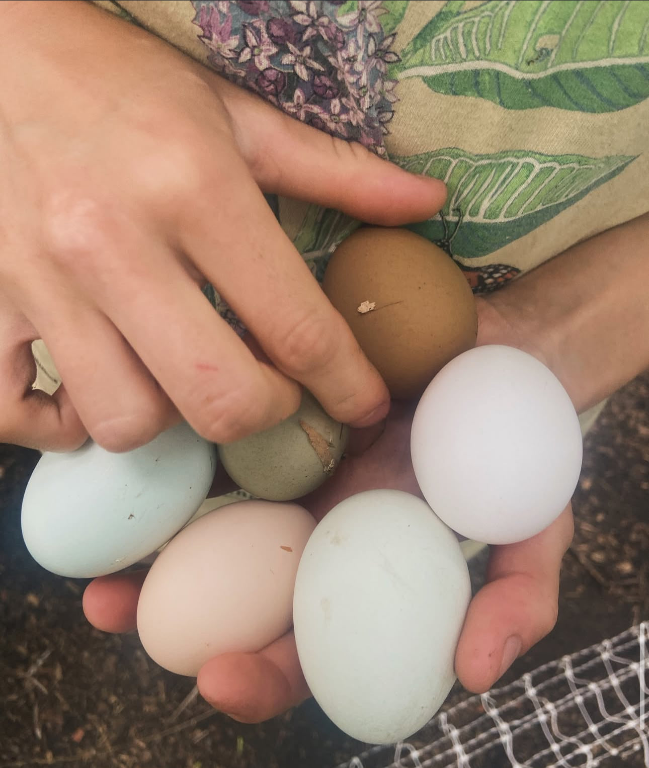 DOZEN Rainbow Hatching Eggs *LOCAL ONLY*